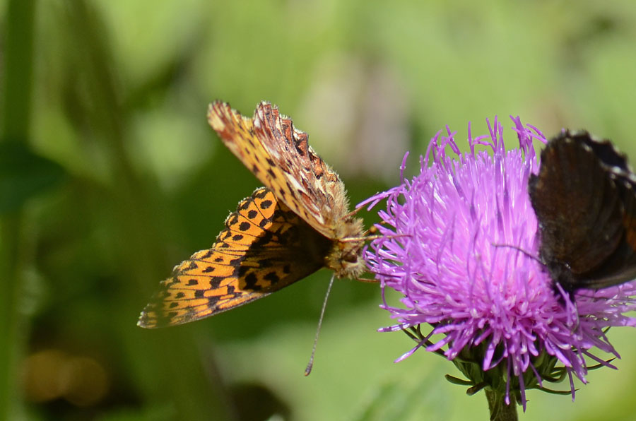 Boloria (Clossiana) titania